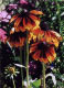orange coneflowers